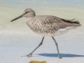 Willet- Fort De Soto Park - Pinellas County, April 21, 2022