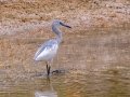 Little Blue Heron - Harns Marsh - Lee County, April 23, 2022