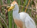 Cattle Egret eating Lizard - Frog Pond WMA - Lucky Hammock - Miami-Dade County, April 29, 2022