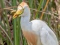 Cattle Egret eating Lizard - Frog Pond WMA - Lucky Hammock - Miami-Dade County, April 29, 2022