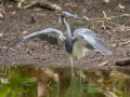Tricolored Heron - Ten Thousand Islands NWR--Marsh Trail & Observation Tower - Collier County, April 26, 2022