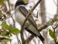 Eastern Kingbird - Everglades NP - Mahogany Hammock - Miami-Dade County, Aprill 29, 2022