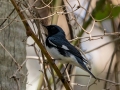 Black-throated Blue Warbler- Fort De Soto Park - Pinellas County, April 21, 2022