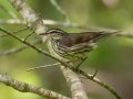 Northern Waterthrush - Fakahatchee Strand Preserve SP--Big Cypress Bend Boardwalk - Collier County, April 26, 2022