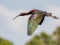 Glossy Ibis - Orlando Wetlands Park - Orange County, April 18, 2022