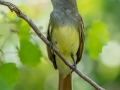 Great Crested Flycatcher - Everglades NP - Mahogany Hammock - Miami-Dade County, Aprill 29, 2022