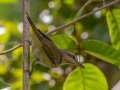 Black-whiskered Vireo - Everglades NP - Mahogany Hammock - Miami-Dade County, Aprill 29, 2022
