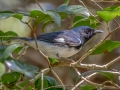 Black-throated Blue Warbler - Everglades NP - Mahogany Hammock - Miami-Dade County, Aprill 29, 2022