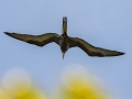 Magnificent Frigatebird - Fort De Soto Park - Pinellas County, April 21, 2022