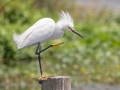 Snowy Egret - Sweetwater Wetlands Park - Alachua County, April 16, 2022