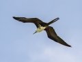 Magnificent Frigatebird - Fort De Soto Park - Pinellas County, April 21, 2022