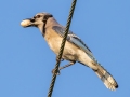 Blue Jay carrying Egg - Brownie Wise Park - Osceola County, April 19, 2022