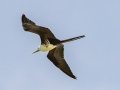 Magnificent Frigatebird - Fort De Soto Park - Pinellas County, April 21, 2022
