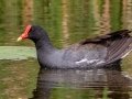Common Gallinule - Orlando Wetlands Park - Orange County, April 18, 2022