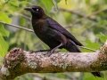 Boat-tailed Grackle - Fakahatchee Strand Preserve SP--Big Cypress Bend Boardwalk - Collier County, April 26, 2022