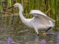 Snowy Egret - Orlando Wetlands Park - Orange County, April 18, 2022