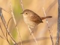 House Wren - Brownie Wise Park - Osceola County, April 19, 2022
