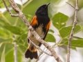 American Redstart - Fakahatchee Strand Preserve SP--Big Cypress Bend Boardwalk - Collier County, April 26, 2022