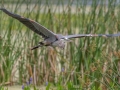 Great Blue Heron - Orlando Wetlands Park - Orange County, April 18, 2022