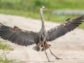 Great Blue Heron - Orlando Wetlands Park - Orange County, April 18, 2022