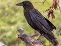 America Crow - Fakahatchee Strand Preserve SP--Big Cypress Bend Boardwalk - Collier County, April 26, 2022