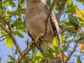 Red-shouldered Hawk - Everglades NP - Mahogany Hammock - Miami-Dade County, Aprill 29, 2022