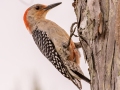 Red-bellied Woodpecker - Fakahatchee Strand Preserve SP--Big Cypress Bend Boardwalk - Collier County, April 26, 2022