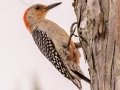 Red-bellied Woodpecker - Fakahatchee Strand Preserve SP--Big Cypress Bend Boardwalk - Collier County, April 26, 2022