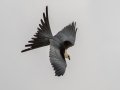 Swallow-tailed Kite - 25050 Florida 29 - Ochopee - Collier County, April 26, 2022