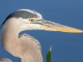 Great Blue Heron - Circle B Bar Reserve - Polk County, April 20, 2022