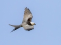 Swallow-tailed Kite - 25050 Florida 29 - Ochopee - Collier County, April 26, 2022