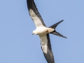 Swallow-tailed Kite - 25050 Florida 29 - Ochopee - Collier County, April 26, 2022