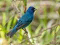 Indigo Bunting - Fort De Soto Park - Pinellas County, April 21, 2022