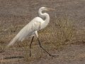 Great Egret - Bald Point SP - Franklin County, April 15, 2022