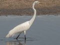 Great Egret - Bald Point SP - Franklin County, April 15, 2022