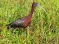 Glossy Ibis - Circle B Bar Reserve - Polk County, April 20, 2022