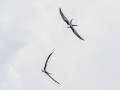 Swallow-tailed Kites - Harns Marsh - Lee County, April 23, 2022
