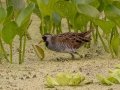 Sora - Orlando Wetlands Park - Orange County, April 18, 2022