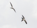 Swallow-tailed Kites - Harns Marsh - Lee County, April 23, 2022