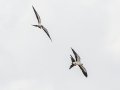 Swallow-tailed Kites - Harns Marsh - Lee County, April 23, 2022