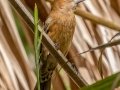 Indigo Bunting - Fort De Soto Park - Pinellas County, April 21, 2022