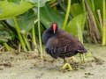 Orlando Wetlands Park - Orange County, April 18, 2022