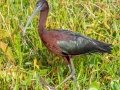 Glossy Ibis - Circle B Bar Reserve - Polk County, April 20, 2022