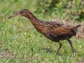 King Rail - Sweetwater Wetlands Park - Alachua County, April 16, 2022