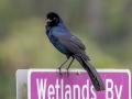 Boat-tailed Grackle - Orlando Wetlands Park - Orange County, April 18, 2022
