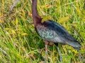 Glossy Ibis - Circle B Bar Reserve - Polk County, April 20, 2022
