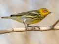 Cape May Warbler - Everglades NP - Mahogany Hammock - Miami-Dade County, Aprill 29, 2022