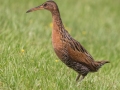 King Rail - Sweetwater Wetlands Park - Alachua County, April 16, 2022