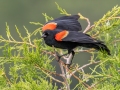 Red-winged Blackbird  - Orlando Wetlands Park - Orange County, April 18, 2022