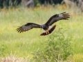Snail Kite - Harns Marsh - Lee County, April 23, 2022